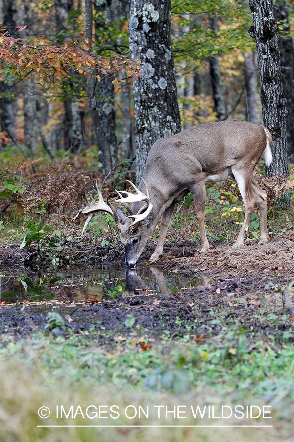 White-tailed buck in habitat. 