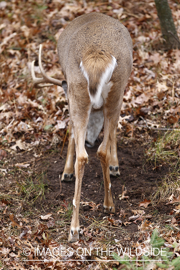 White-tailed buck making scrape. 