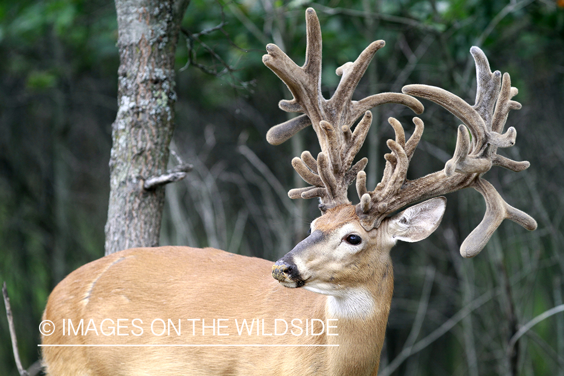 White-tailed buck in velvet.