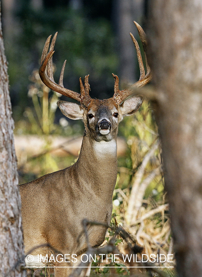 White-tailed buck in habitat. (Original Image # 00271-063.54D)