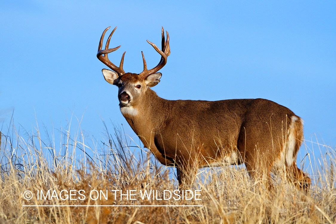 White-tailed buck in habitat.