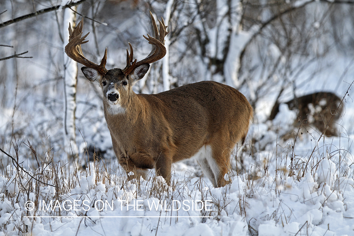 White-tailed buck in winter habitat.