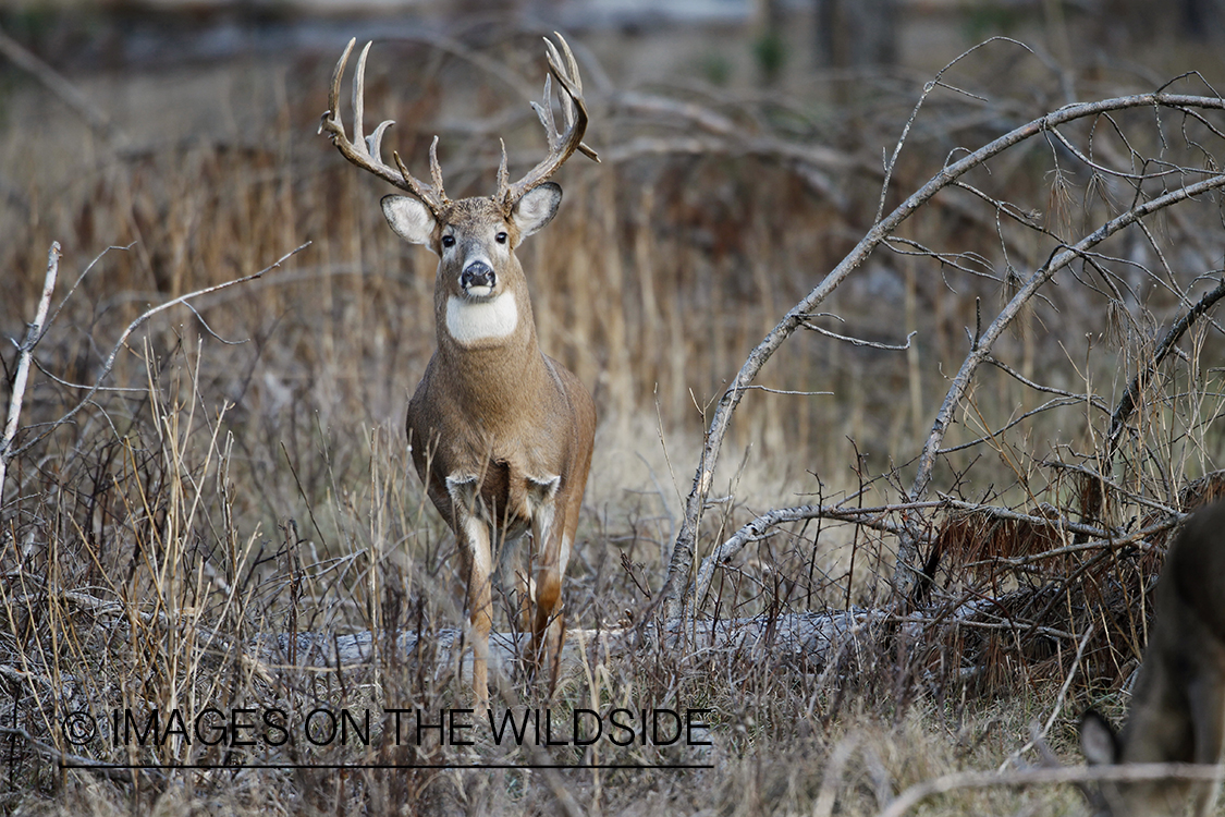 White-tailed buck in habitat.