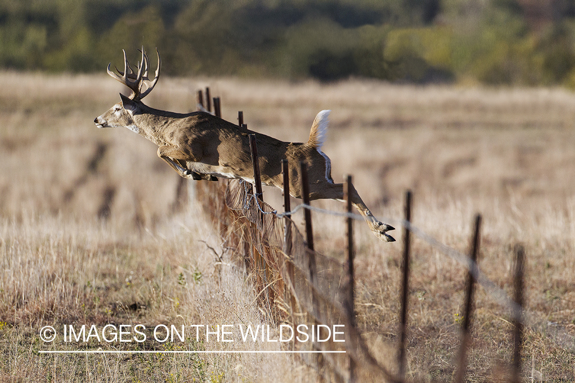 White-tailed buck leaping fence.