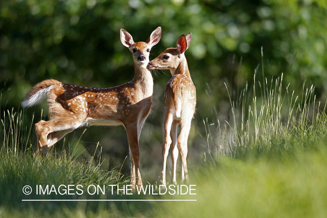 White-tailed fawns in habitat.