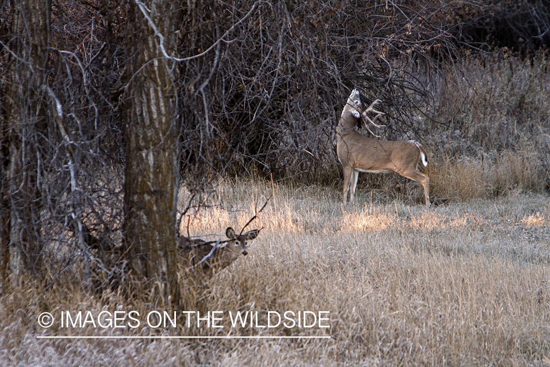 View of white-tailed deer in habitat from tree stand.