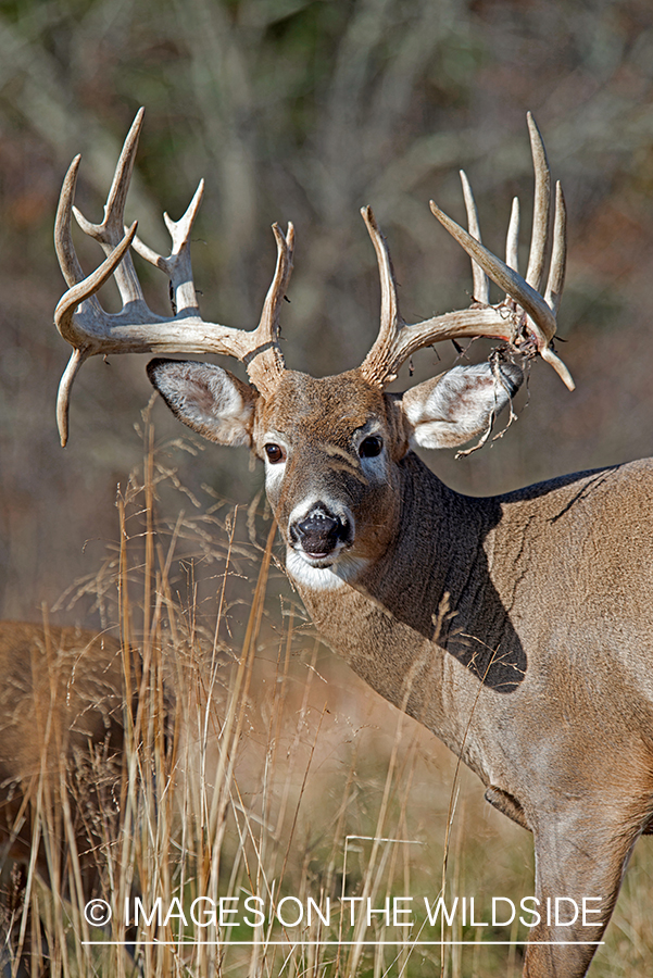 White-tailed buck losing velvet.