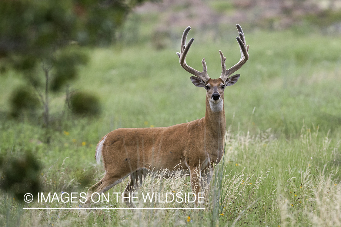 White-tailed buck in velvet.