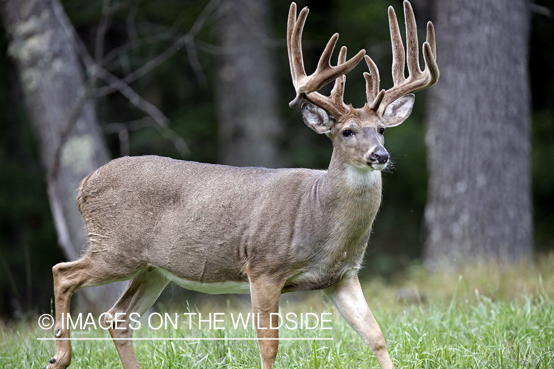 White-tailed buck in habitat.