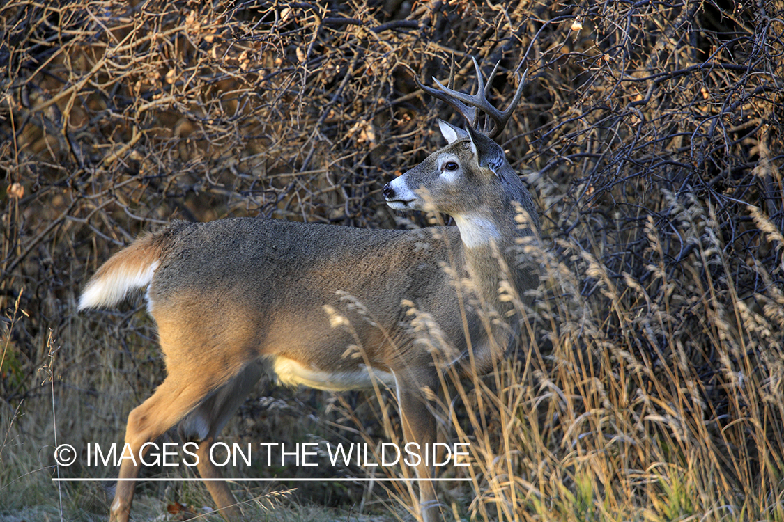 White-tailed buck in habitat.