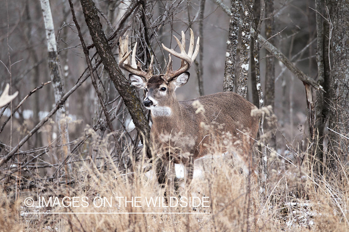 White-tailed buck in habitat. 