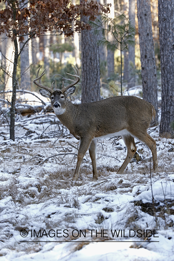 White-tailed buck in winter habitat.