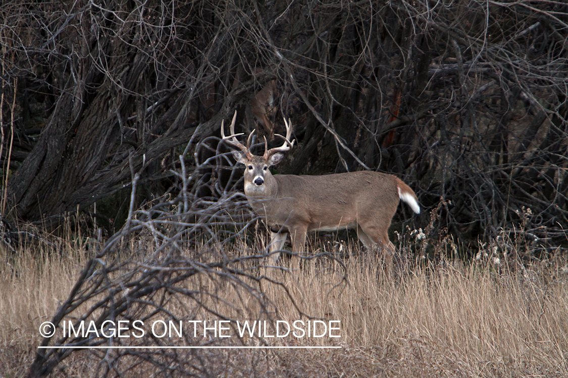 White-tailed buck in habitat.