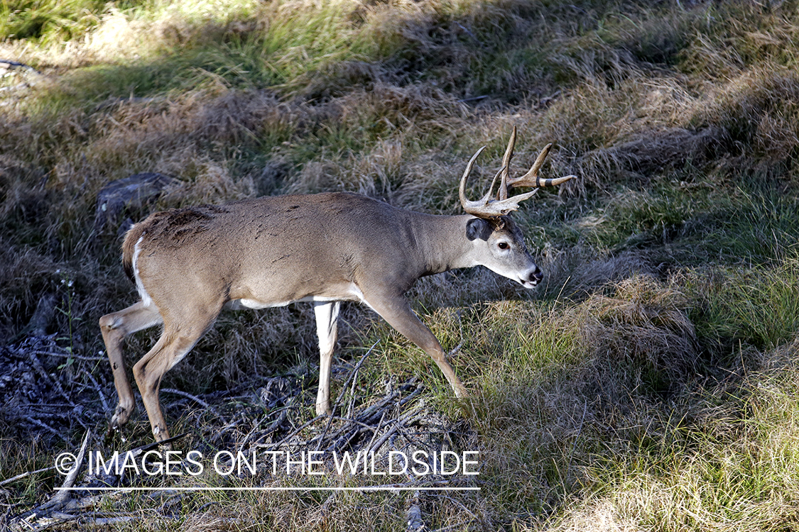 White-tailed buck photographed from tree stand.