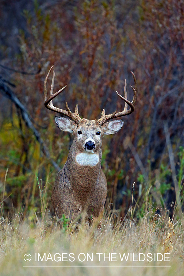 White-tailed deer buck in the Rut.