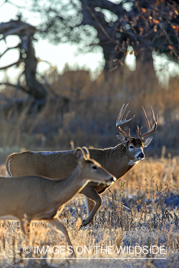 White-tailed buck with doe.