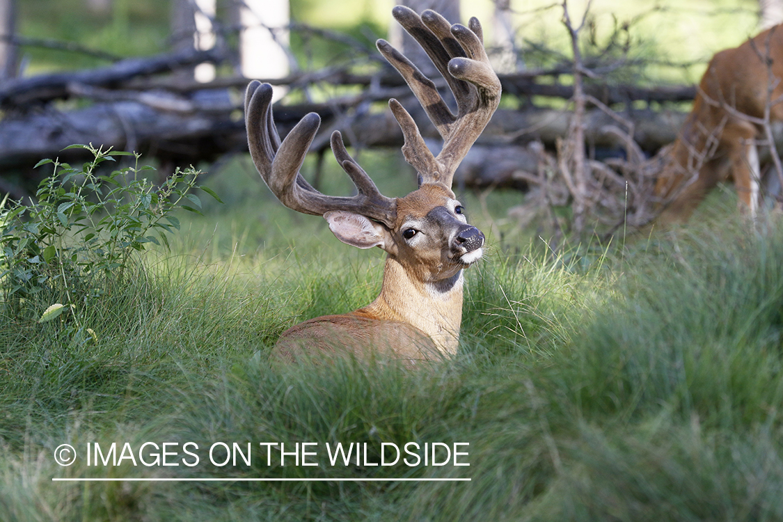 White-tailed buck in velvet.