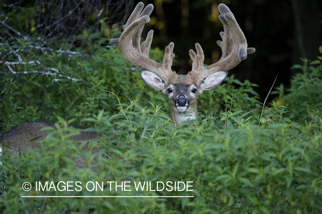 White-tailed deer in velvet.