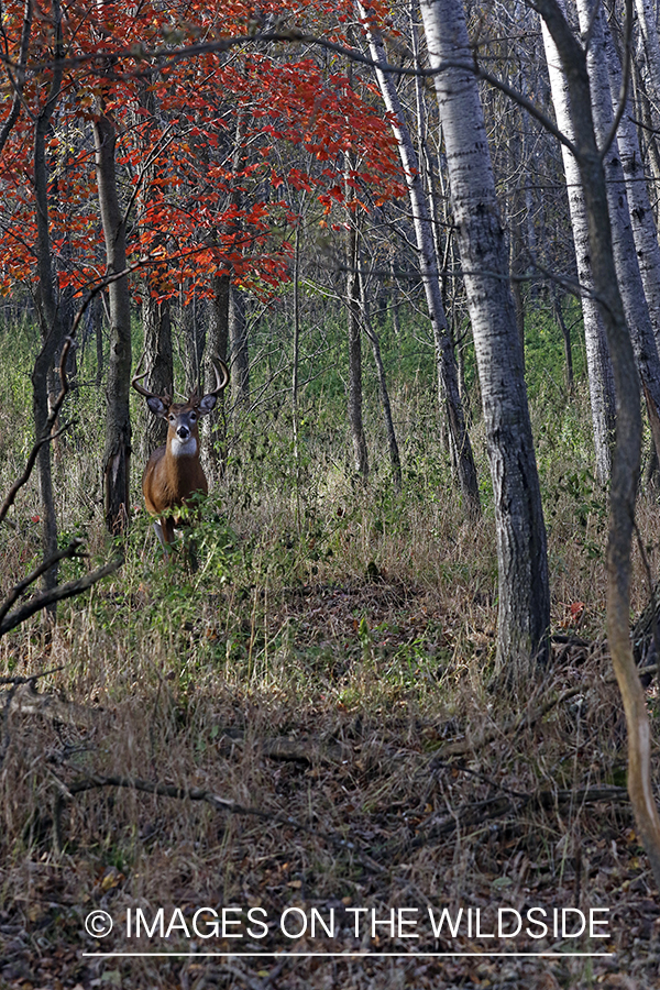 White-tailed buck in field.