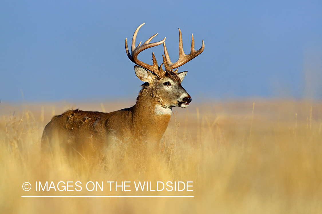 White-tailed buck in field.