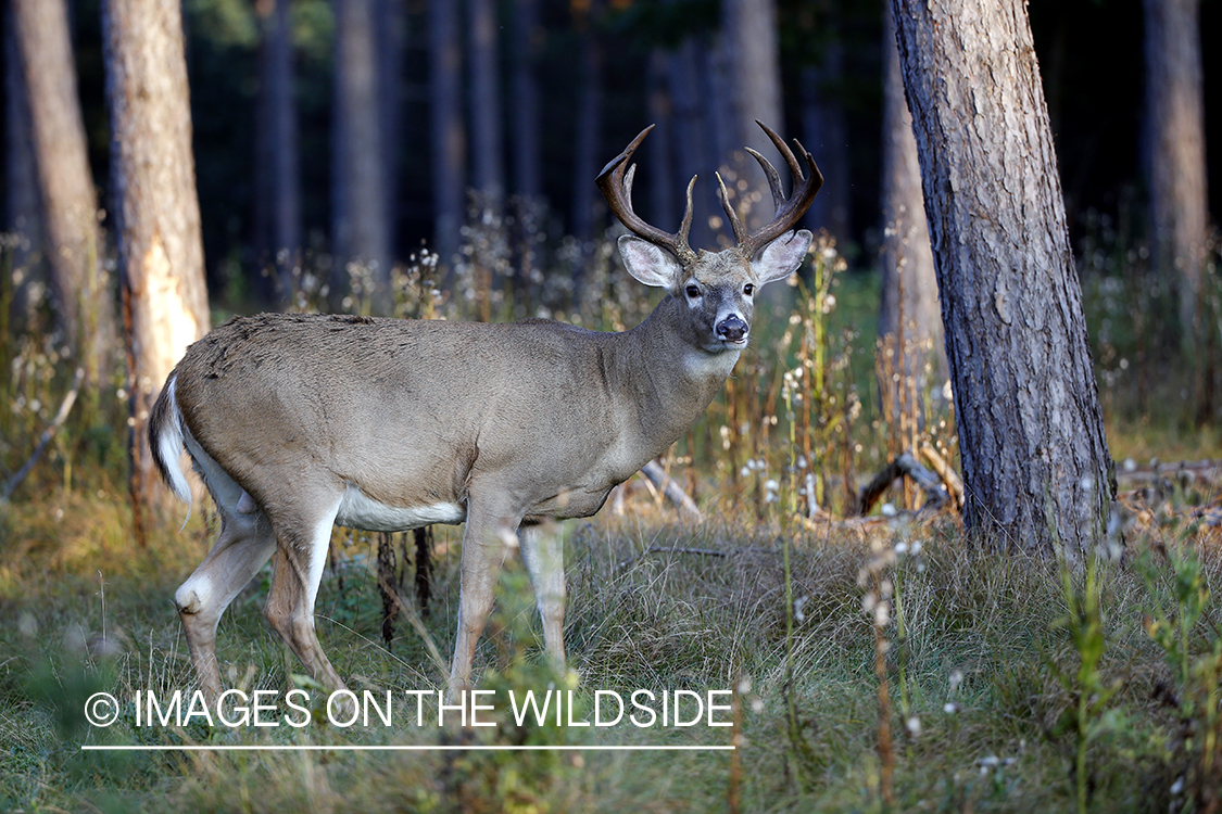 White-tailed buck in field.