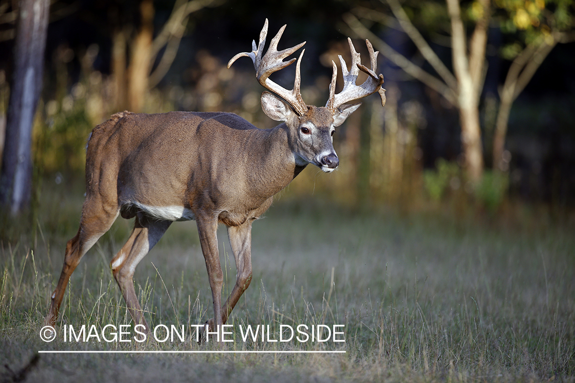 White-tailed buck in the rut.