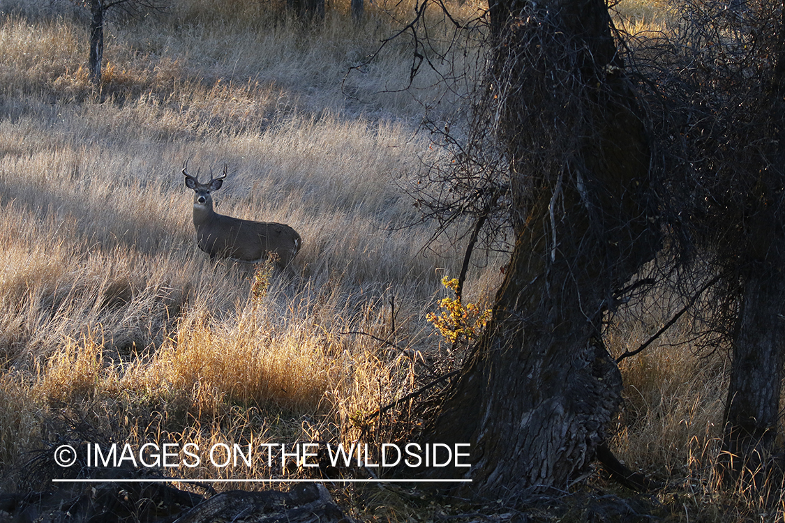 White-tailed buck in the rut.