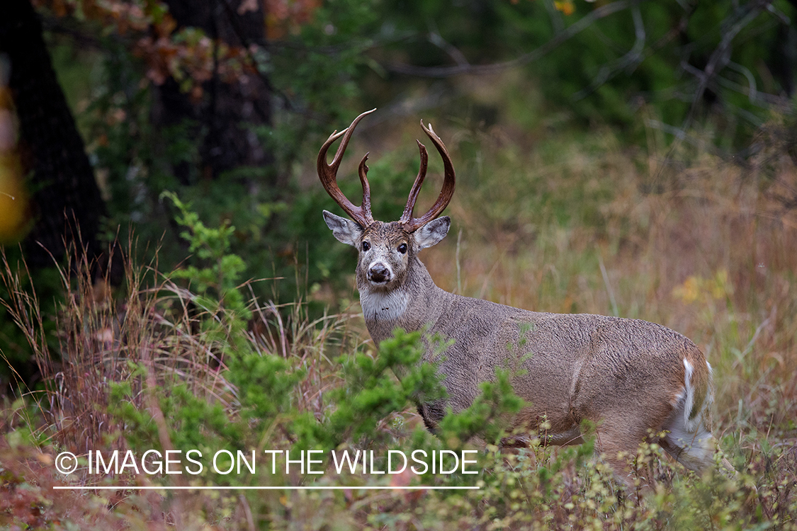 White-tailed buck in field.