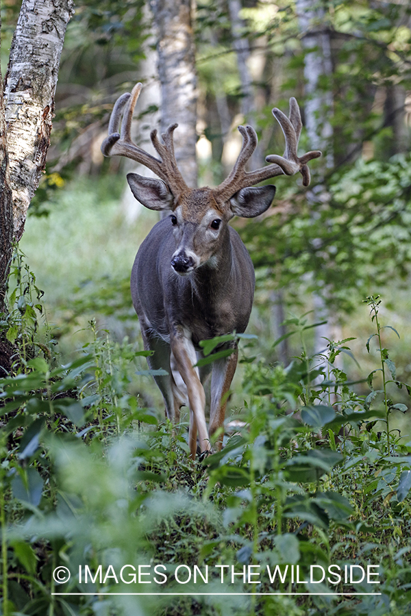 White-tailed buck in Velvet.