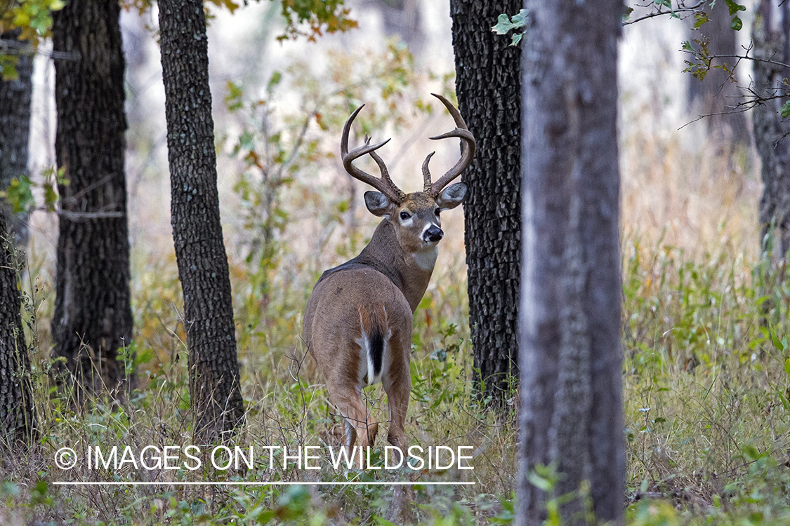 White-tailed buck in field.