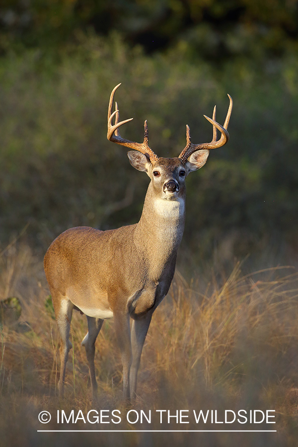 White-tailed buck in field.