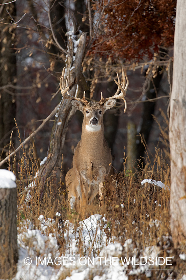 White-tailed buck in field.