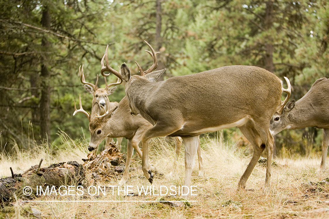 White-tailed deer in habitat