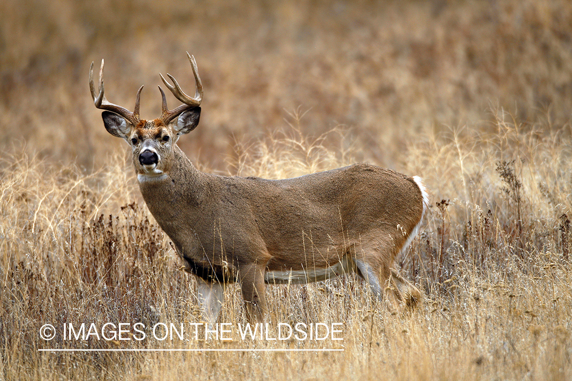 White-tailed deer in habitat