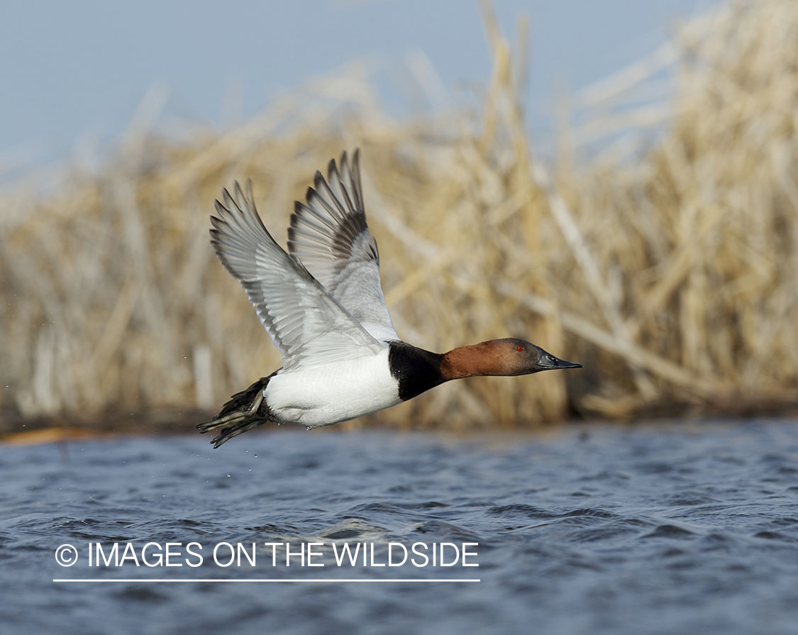 Canvasback duck in flight.