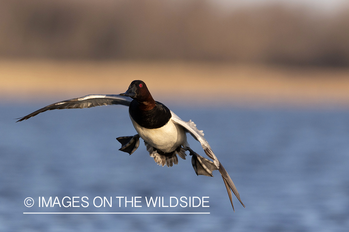 Canvasback drake in flight.