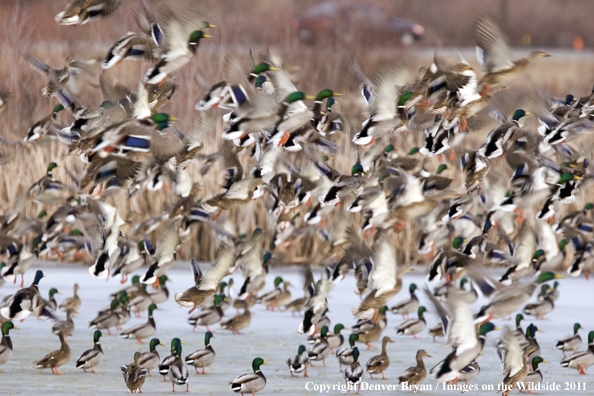 Flock of mallards taking off.