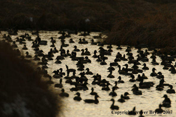 Mallard flock