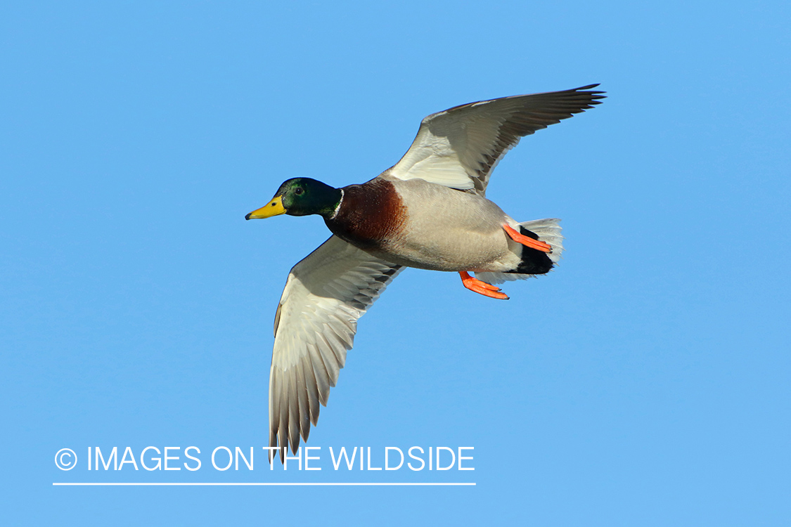 Mallard Drake in Flight