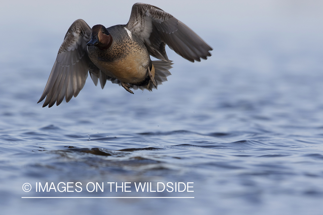 Green-winged Teal in flight.