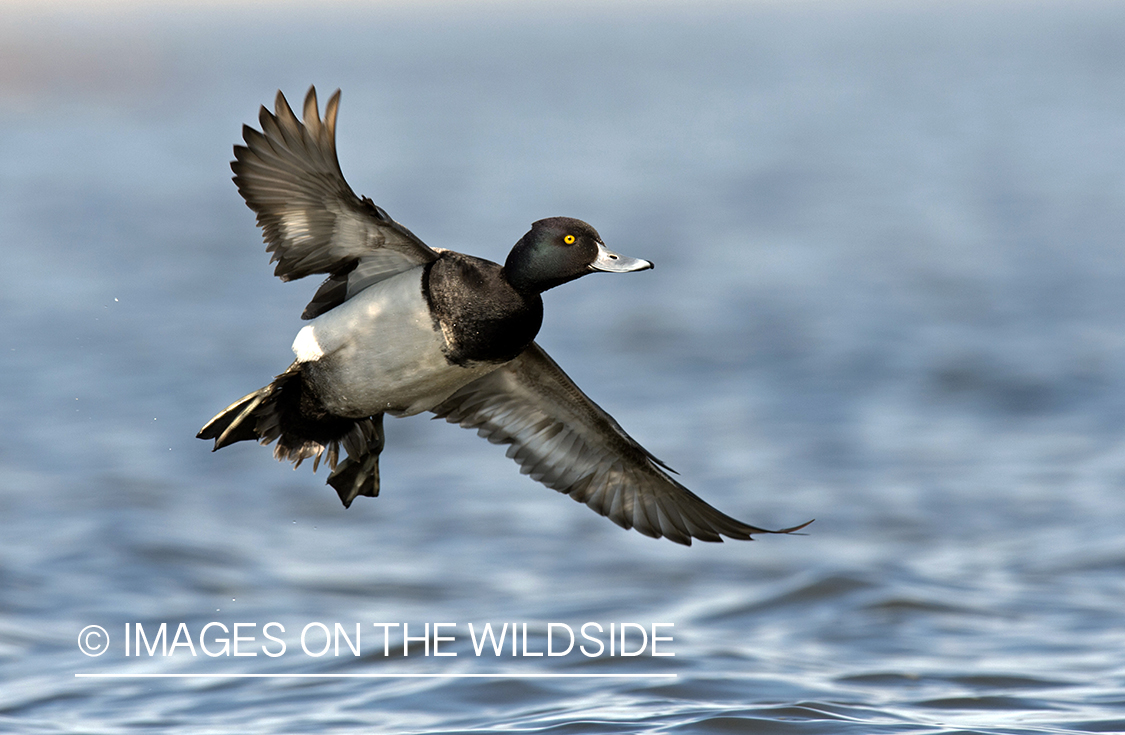 Lesser Scaup in flight.