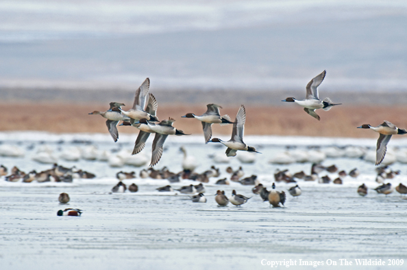 Pintail ducks in flight.