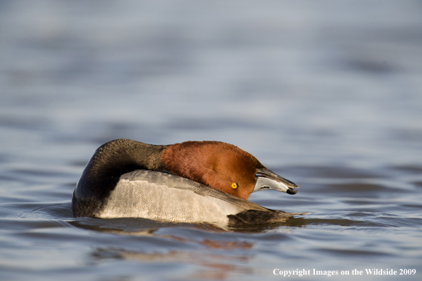 Redhead drake showing courtship display