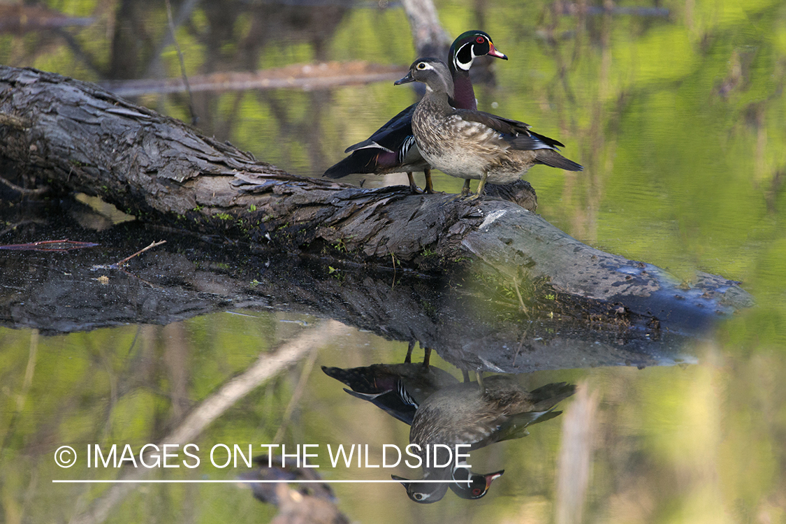 Wood duck pair in habitat.