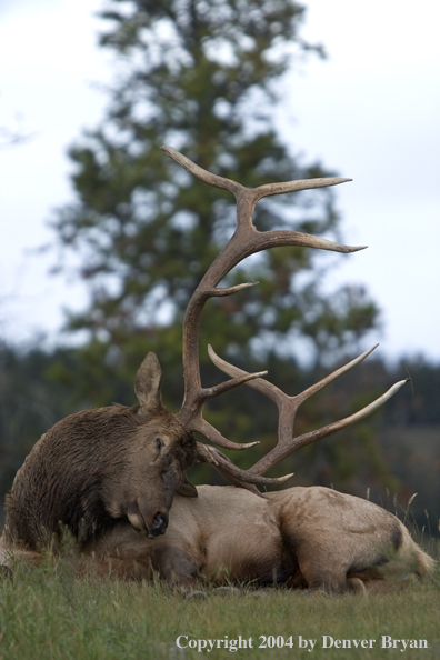 Rocky Mountain bull elk bedded in habitat.