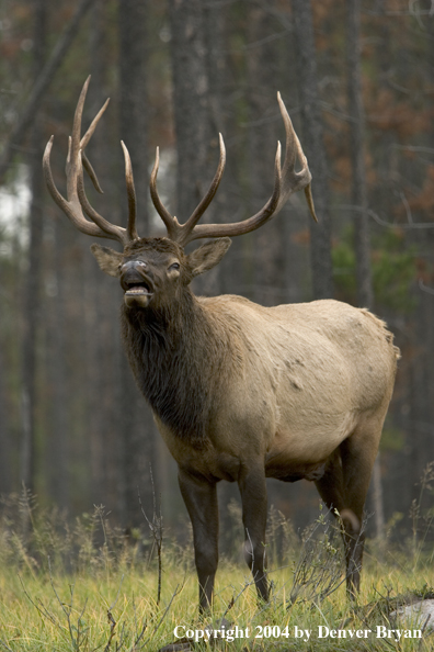 Rocky Mountain bull elk bugling.