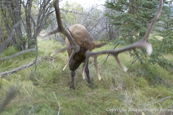 Rocky Mountain bull elk charging aggressively through forest.