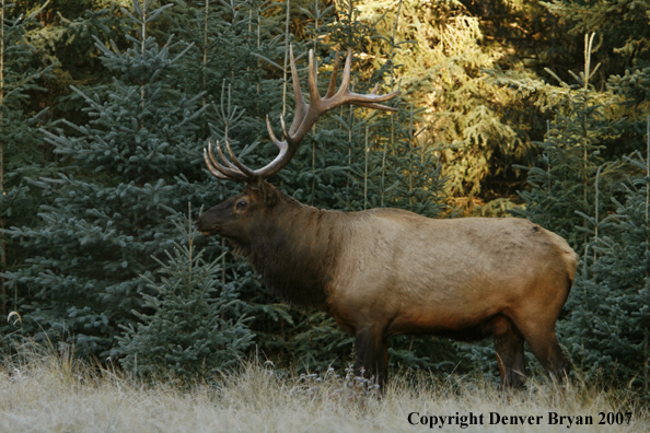 Rocky Mountain Elk bedded down