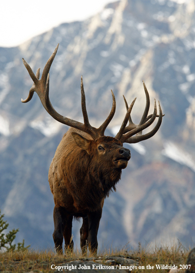 Rocky Mountain Elk bugling