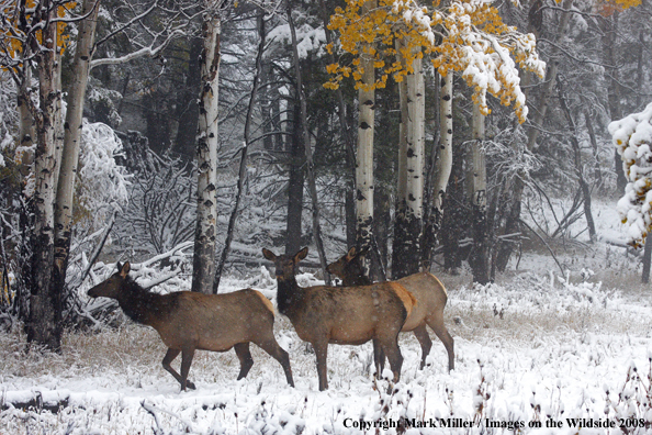 Rocky Mountain Elk in habitat